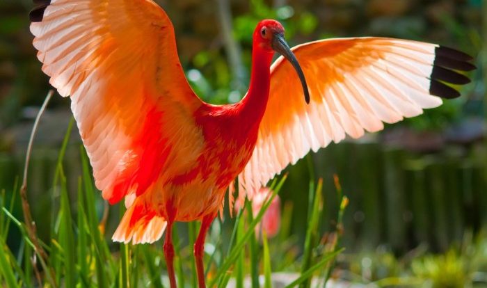 Tone of the scarlet ibis