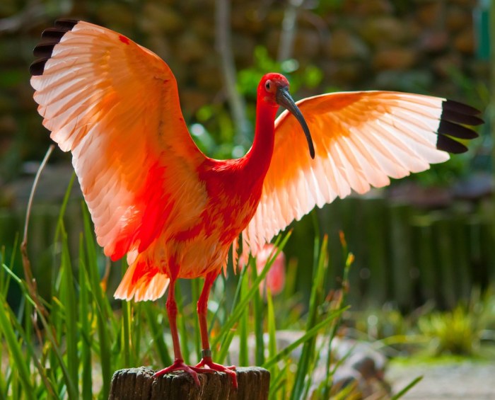 Tone of the scarlet ibis