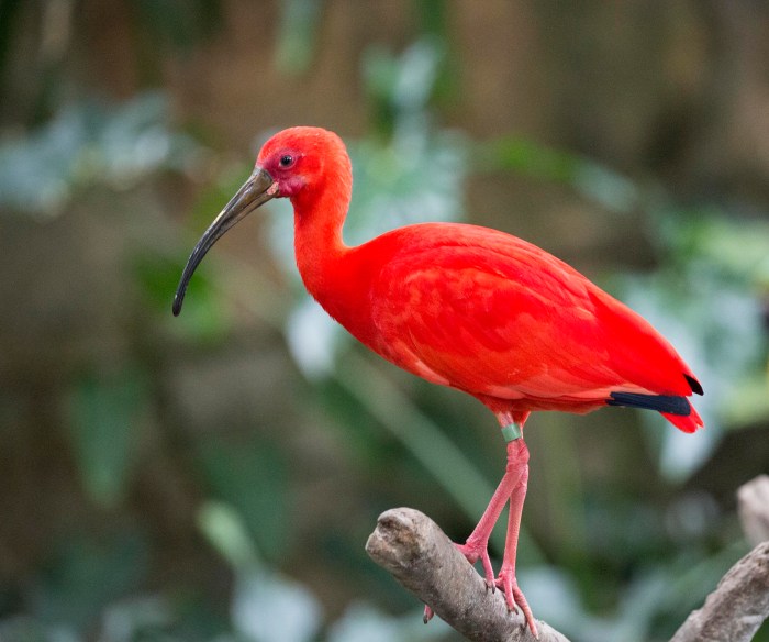 Tone of the scarlet ibis