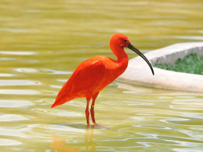 Ibis scarlet birds bird red eudocimus national animals ruber trinidad tropical caribbean animal suriname christian amazon tobago mexico valentine show