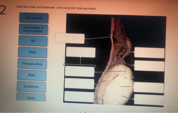 Testis cord spermatic slideshare