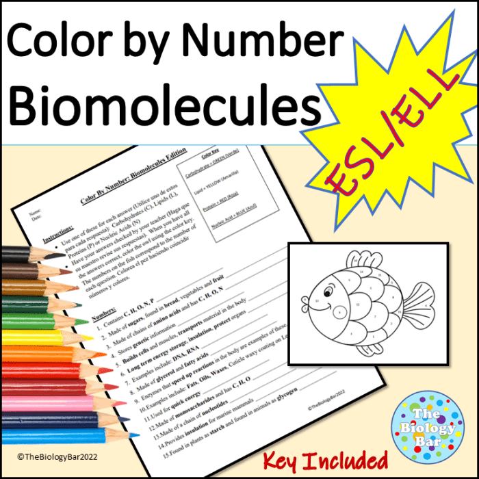 Biomolecules video handout answer key