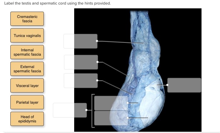 Label the testis and spermatic cord