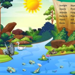 Aquatic ecosystems webquest answer key