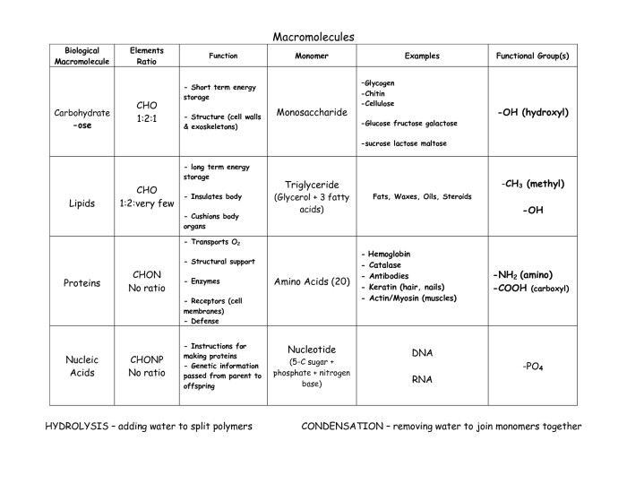 Biomolecules video handout answer key