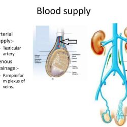 Cord spermatic radiopaedia radiology