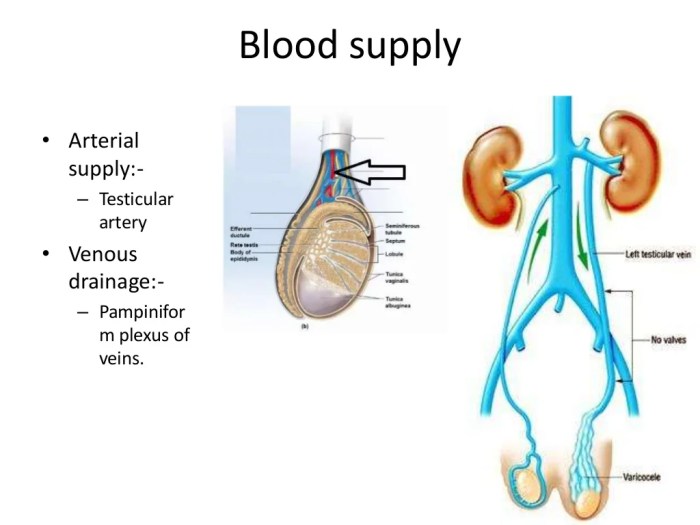 Cord spermatic radiopaedia radiology