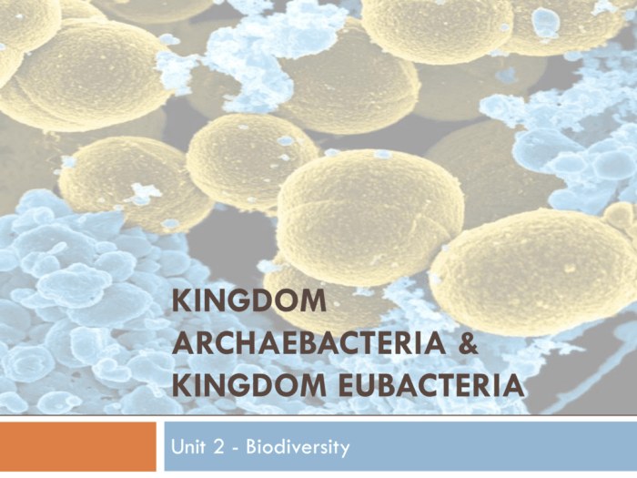 Is archaebacteria autotrophic or heterotrophic