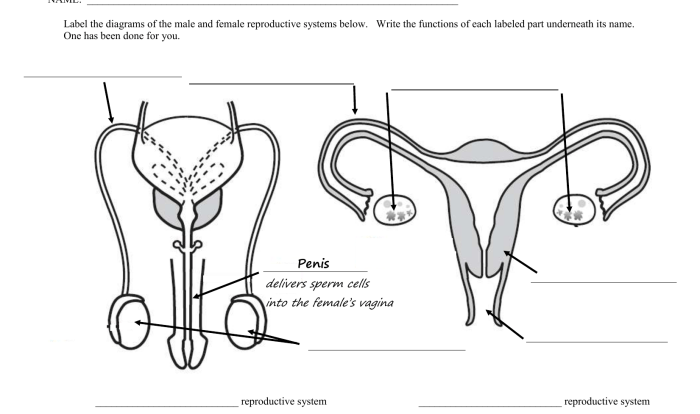 Exercise 27 anatomy of the reproductive system