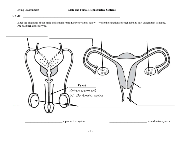 Exercise 27 anatomy of the reproductive system