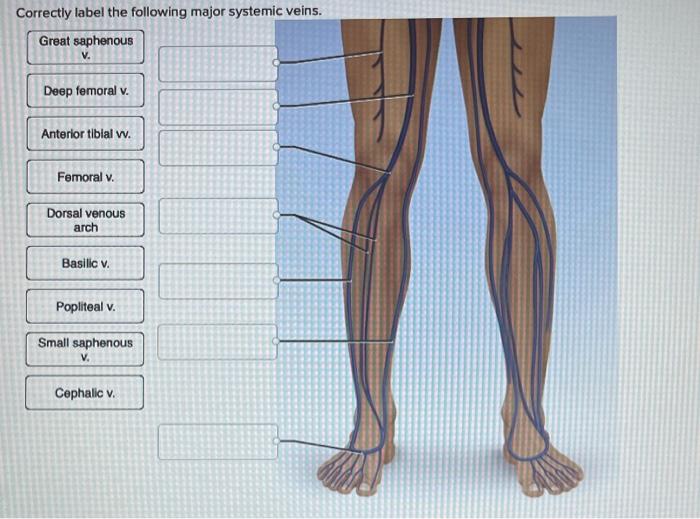 Correctly label the following major systemic veins.