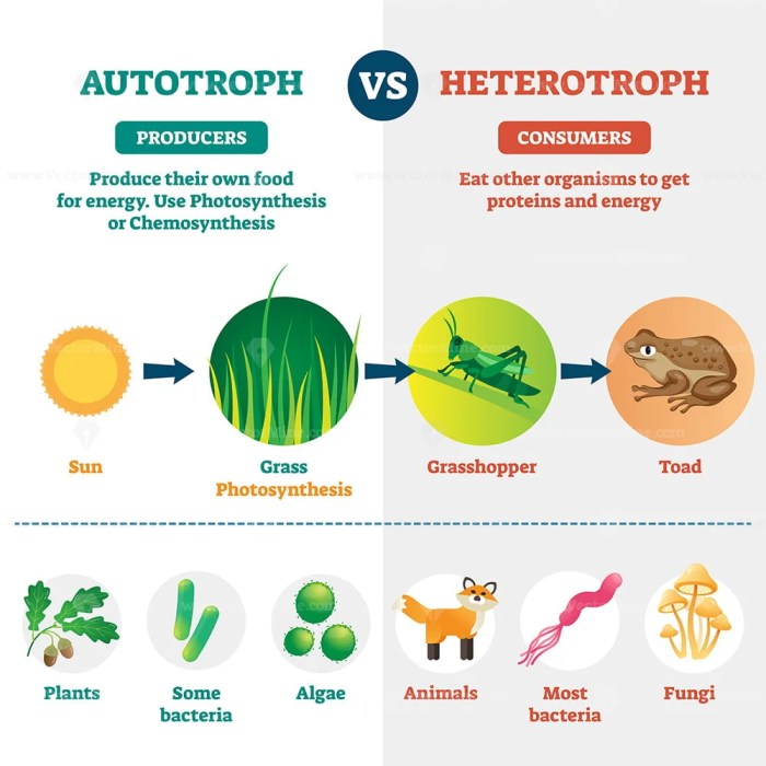 Is archaebacteria autotrophic or heterotrophic