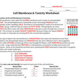 Cell membrane structure and function worksheet answer key pdf