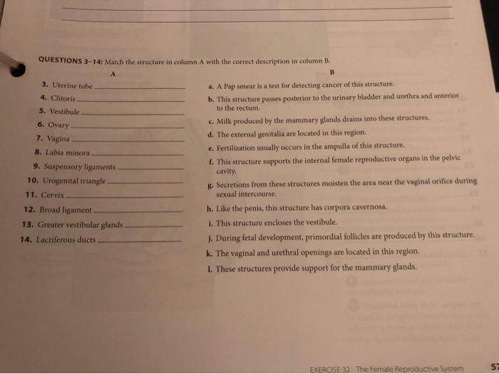 Human system reproductive worksheet choose board systems body